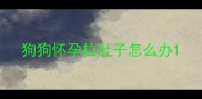 狗狗怀孕拉肚子怎么办