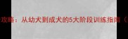 边境牧羊犬训练全攻略从幼犬到成犬的5大阶段训练指南附新手避坑指南