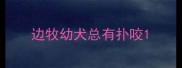 边牧幼犬总有扑咬