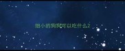 细小的狗狗可以吃什么