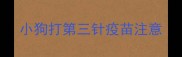 小狗打第三针疫苗注意