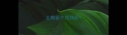 土狗五个月25斤