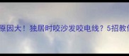 哈士奇拆家原因大独居时咬沙发咬电线5招教你驯服雪橇犬