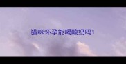 猫咪怀孕能喝酸奶吗