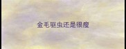 金毛驱虫还是很瘦