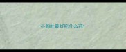 小狗吐最好吃什么药