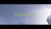 猫咪被咬伤脖子了