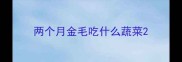 两个月金毛吃什么蔬菜