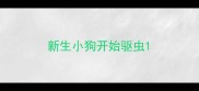 新生小狗开始驱虫