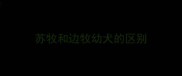 苏牧和边牧幼犬的区别