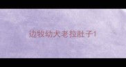 边牧幼犬老拉肚子