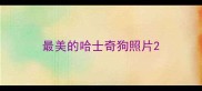 最美的哈士奇狗照片