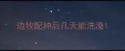 边牧配种后几天能洗澡