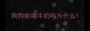 狗狗能喝牛奶吗为什么