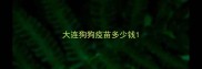 大连狗狗疫苗多少钱