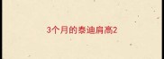 3个月的泰迪肩高