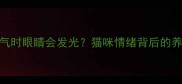 猫咪生气时眼睛会发光猫咪情绪背后的养护技巧