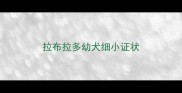 拉布拉多幼犬细小证状