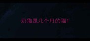 奶猫是几个月的猫