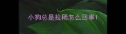 小狗总是拉稀怎么回事