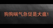 狗狗喘气急促是犬瘟