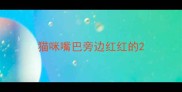 猫咪嘴巴旁边红红的